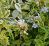 Abelia